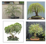 Willow Bonsai Tree Bundle - 4 Types of Exotic Willow to Bonsai - Dragon Claw, Chinese Weeping, Austraulian, Yellow Flame
