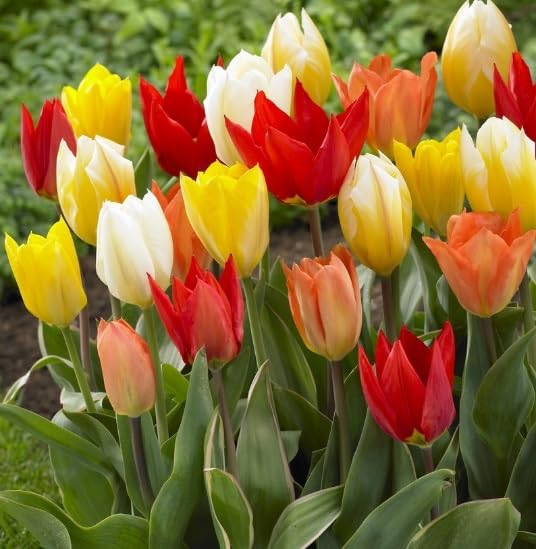 Emperor Tulip Bulbs for Planting - Mixed Color - Easy to Grow Perennial Tulips