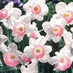 5 Large Cupped Pink Daffodil Mix Bulbs Garden Hardy Perennial Fall Narcissus