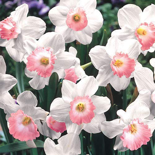 5 Large Cupped Pink Daffodil Mix Bulbs Garden Hardy Perennial Fall Narcissus