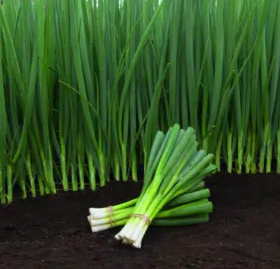 Performer Bunching Onion Seeds for Planting (250 Seeds) - Grow Pure White Pumpkins