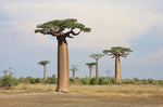 Baobab Tree Seeds - 5 Seeds to Grow - Highly Prized Baobab Tree - Ships from Iowa. Exotic Indoor Bonsai Seeds to Grow