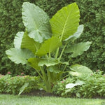 3 Jumbo Elephant Ear bulbs (Colocasia esculenta) Tropical Plant .