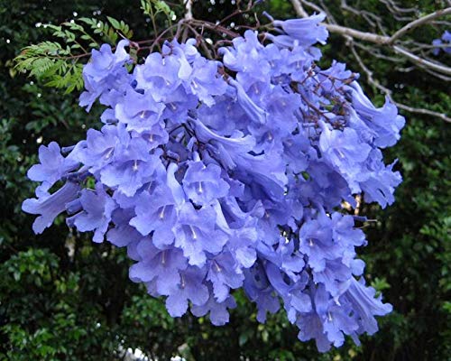 Blue Jacaranda Tree Seeds (20 Pack) - Excellent Bonsai Specimen - Exotic Flowering Bonsai - Blooming Tree