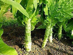 200 Sword Leaf Lettuce Seeds for Planting - Lactuca sativa - AA Choy