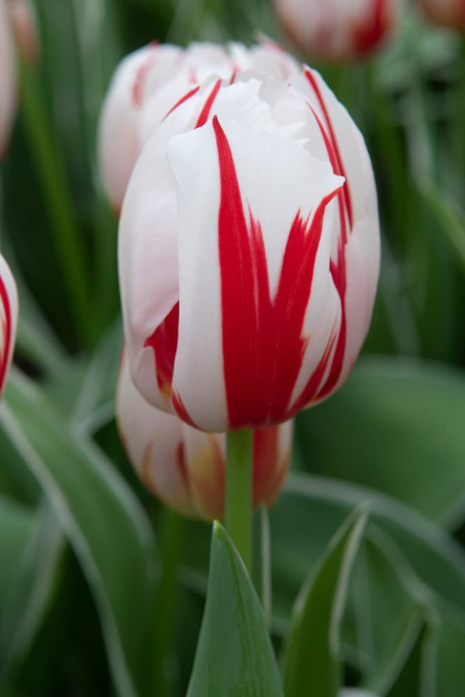 10 Fresh Carnaval del Rio Tulip Bulbs for Planting - Easy to Grow - Made in USA, Ships from Iowa
