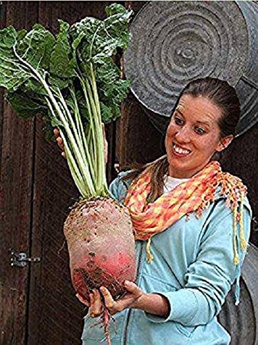 Mammoth Mangel Beet Seeds for Planting - 50 Seeds - Grow The Biggest Beets in The World - Ships from Iowa, USA