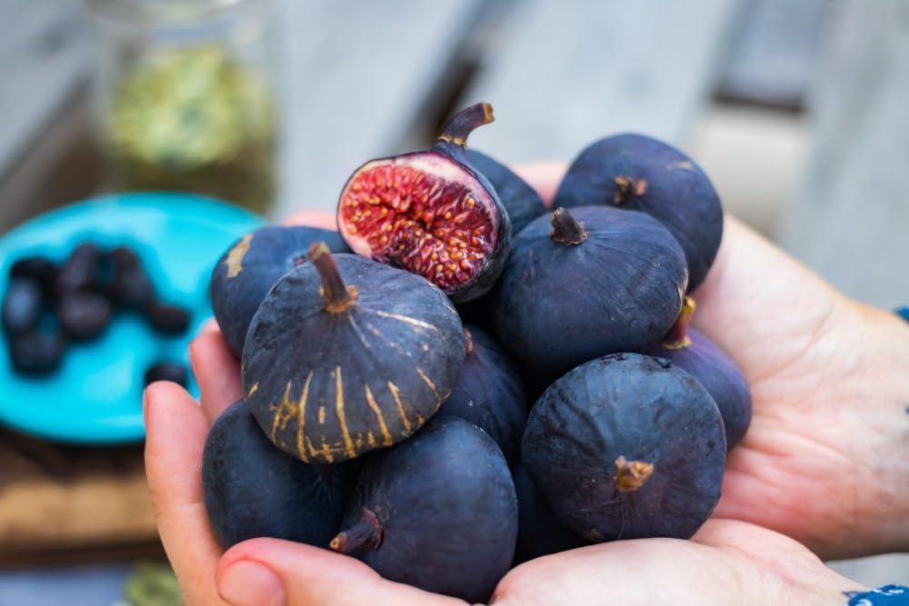 Black Mission Fig Seedlings for Planting - Grow Delicious Fig Plants