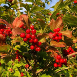 Washington Hawthorn Seedlings for Planting (Crataegus phaenopyrum)- Pretty Red Berries