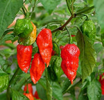 100+ Ghost Hot Pepper Seeds-bhut jolokia Red Hot Chili Vegetable Seed Organic
