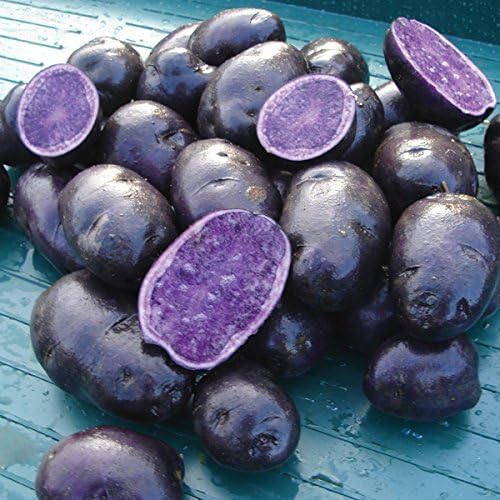 All Blue Potatoes - Great for Eating or for Planting - Easy to Grow (3 Pounds)