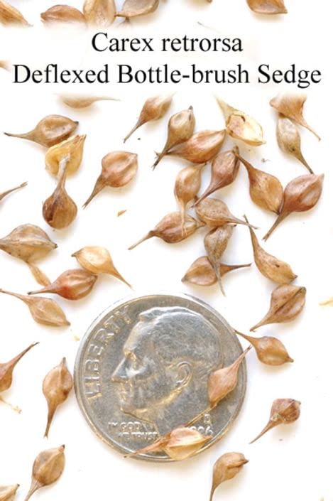 Deflexed Bottle Brush Sedge Seeds for Planting (50 Seeds) - Carex retrorsa