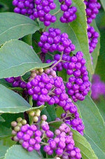 Callicarpa Americana Beautyberry Exotic Florida Native Fruit Bird Seed 30 Seeds