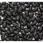 Black Turtle Heirloom Bush Bean - Hardy Plants Grow to 18-24" -Very Tasteful