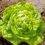 Big Boston Lettuce Seeds for Planting - 250+ Seeds - Rare Garden Vegetable Seeds