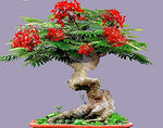 Bonsai Flamboyant Flame Tree Seeds to Grow | 20 Seeds | Delonix regia, Prized Flowering Tropical Bonsai Tree Seeds