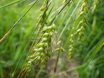 5 lb Winter Wheat Seeds, Food Plot Seed, Turkey, Deer, Garden Seeds