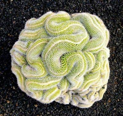 Seeds - 10 Green Brain Cactus Seeds Heat Rare Succulents Flower Desert , Flowering Seeds