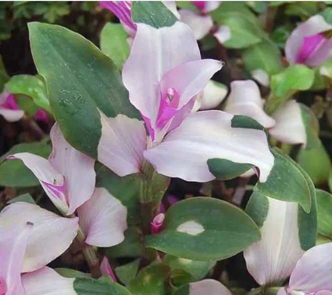 4 Blushing Bride Wandering Jew Cuttings to Grow - Tradescantia x andersoniana, Cobweb Spiderwort