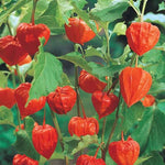 Chinese Lantern Bulbs for Planting - Stunning Lantern Shaped Seed Pods - Bulbs Not Seeds - Perennial Flower for Garden or Container