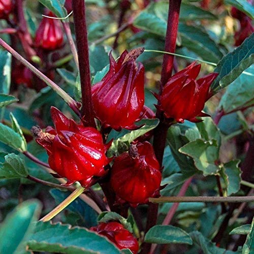 Thai Roselle Seeds (25 Seed Packet) (More Heirloom, Non GMO, Vegetable, Fruit, Herb, Flower Garden Seeds at Seed King Express)