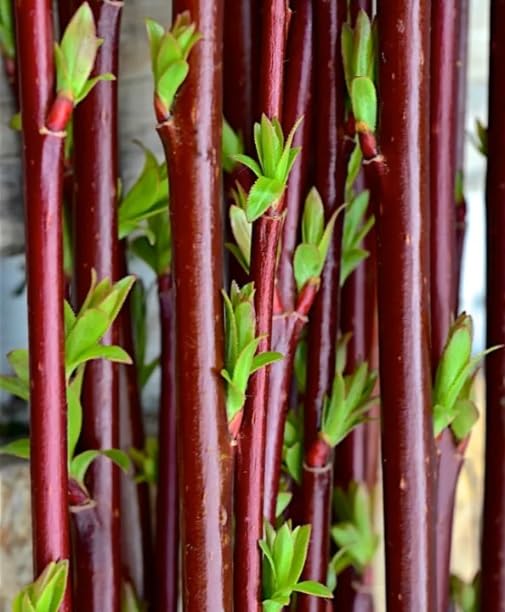 Continental Purple Willow Bush Cutting to Grow -Vibrant Purple Bark