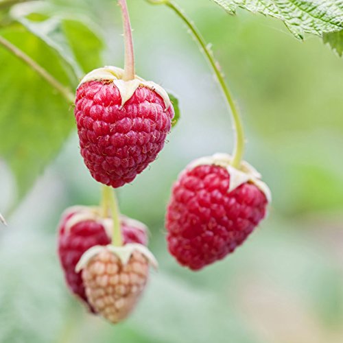 Delicious Red Raspberry Seeds - 200 Seeds - Made in USA, Ships from Iowa.