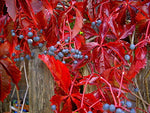 SmartMe Virginia Creeper, Parthenocissus quinquefolia, 20 Vine ct (Fall Color, Hardy)