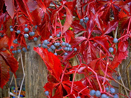 SmartMe Virginia Creeper, Parthenocissus quinquefolia, 20 Vine ct (Fall Color, Hardy)