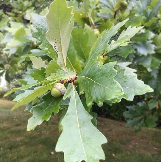 Swamp White Oak Tree Seedlings for Planting | Live Tree Seedlings | Quercus Bicolor - No Ship to California