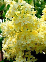 50 Yellow Lilac Seeds for Planting | Highly Prized for Bonsai or Landscaping Tree, Fragrant White Flowers