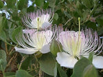 20 Caper Bush Edible Capers Flinders Rose Capparis Spinosa Shrub Flower Seeds