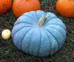 CZ Grain One Real Iowa Grown Blue Jarrahdale Pumpkin - Grown and Ships from Iowa - Blue Pumpkin for Display