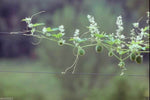 Echinocystis lobata (Wild Cucumber) fruits and leaves are decorative. 5 Seeds