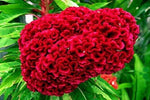 100 Seeds, Giant Red Heads Cockscomb Seeds G78, Celosia Cristata Garden Flowers