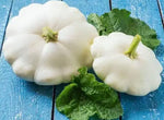 White Scallop Squash Seeds for Planting (10 Seeds) - Early White Bush Squash