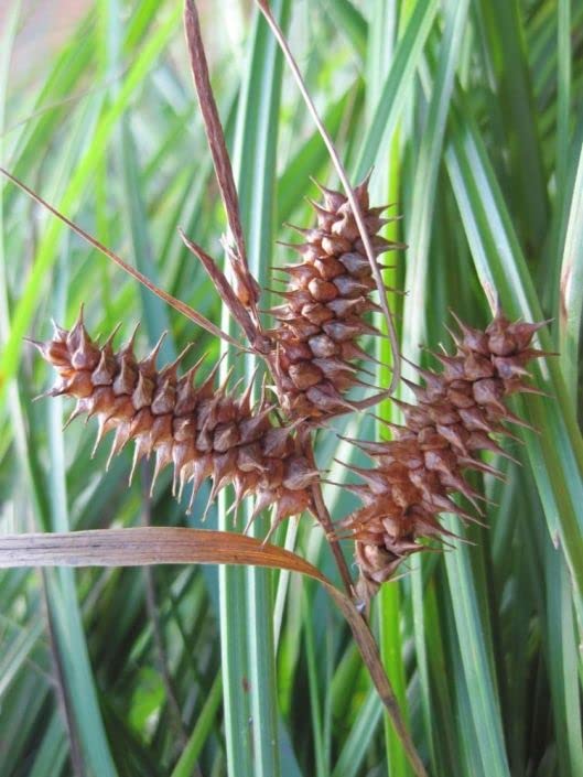 Deflexed Bottle Brush Sedge Seeds for Planting (50 Seeds) - Carex retrorsa