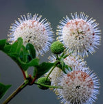 Buttonbush Seeds for Planting - 50 Seeds - Cephalanthus occidentalis