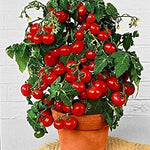 Fruit Seeds for Planting - Garden Fruit Seeds (Cherry Tomato - 50 Seeds)