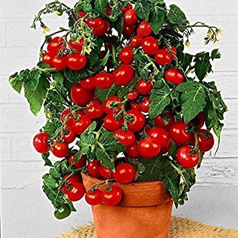 Fruit Seeds for Planting - Garden Fruit Seeds (Cherry Tomato - 50 Seeds)
