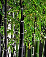 Black Bamboo Seeds for Planting - 150+ Seeds - Grow Black Bamboo, Privacy Screen, Good for Environment - Ships from Iowa