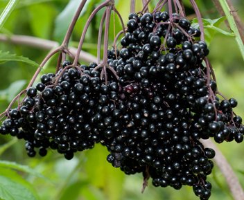 (2) Fresh Black Bearing Elderberry Cuttings, Sambucus Fruit to Enjoy in Years to Come, Fresh Cuttings