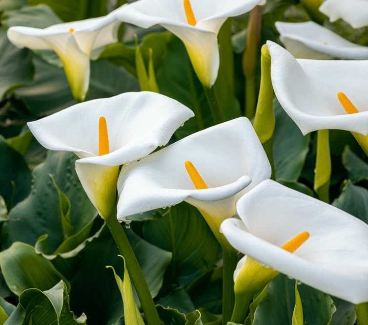 3 White Calla Lily Bulbs for Planting