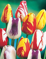 10 Rembrandt Mix Tulip Bulbs - Tulipa Parrot