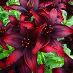 Spectacular Black Out Lily Bulbs for Planting - Beautiful Dark Red/Black Flowers