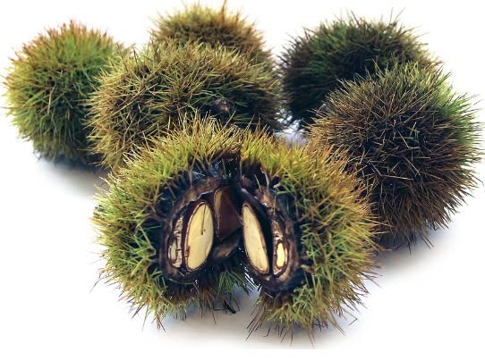 Japanese Silverleaf Chestnut Tree Seeds - Prolific Yielder - Castanea crenata Silverleaf