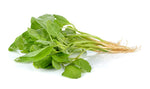 Green Chinese Spinach Seeds for Planting - 100+ Seeds - Ships from Iowa, USA. Very Healthy Edible Spinach