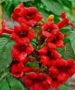 Dark Red Hummingbird Trumpet Vine Seeds Hardy Hummingbirds Love It jocad (20 Seeds)