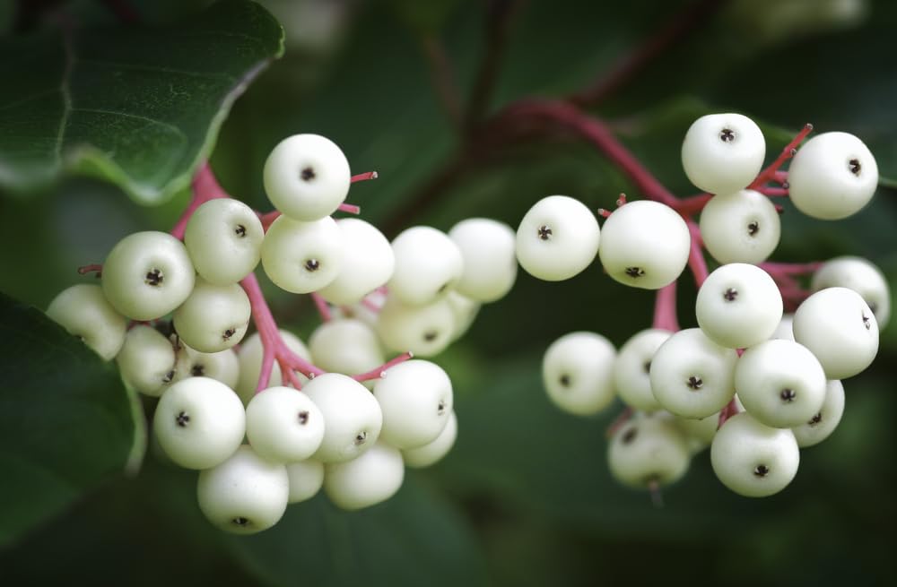 Gray Dogood Seedlings for Planting (Cornus racemosa) - Attractive Bush