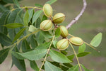 6 Pecan Tree Seeds for Planting - Carya illinoinensis